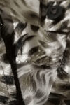 AR0001388 (3)